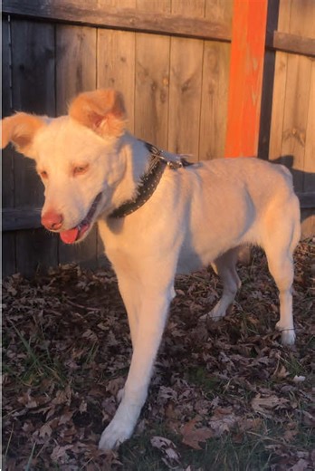 Tips to Manage Your Dog's Weight Effectively