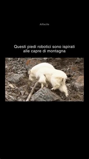 🤖La casa della AI on Instagram: "I ricercatori del Biorobotics Lab dell’EPFL (Scuola Politecnica Federale di Losanna) hanno sviluppato DeltaHoof, un piede robotico che replica esattamente l’anatomia dello zoccolo caprino. Invece di affidarsi esclusivamente a sensori elettronici, il robot sfrutta l’intelligenza fisica: una struttura a due dita con un guscio esterno rigido e un cuscinetto interno morbido che si deforma meccanicamente per “abbracciare” la roccia. Questa tecnologia, guidata dal tea