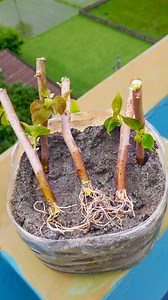 Stem to plant at home || Tips & tricks for grow bougainvillea plant at home //#reels #s#shortsvideos #hilights | Amd MultiMedia