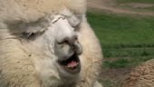Alpaca moving mouth as if singing. Great clips to add a voice over.