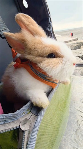바닷바람 맞으며 풍경 보는 토끼, 분홍 코와 입술에 심쿵! 🐰🌊