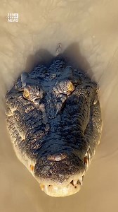 147K views · 1.1K reactions | An Aussie tour guide has had an unnerving standoff with a 3.8-metre saltwater crocodile readying itself to attack. FULL STORY: https://nine.social/cSy #9News | WATCH LIVE 6pm | 9 News | Facebook