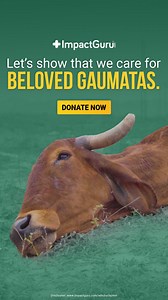 206K views · 10K reactions | Rain-fedwater screams trouble for humans and animals alike. This water harbours several injuries and infections, leaving the Gaumatas in pain and suffering. Neglected Gaumatas wander around in search of help and medical aid. ImpactGuru foundation is helping these Gaumatas get timely medical assistance, and you can join us too. Donate Now: https://tinyurl.com/s7tx4e65 | Impact Guru | Facebook