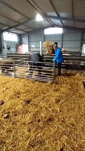 3.5K views · 16 reactions | We have a ewe giving birth right now in the lambing barn. Farmer David has just checked and all is progressing well so babies should be born in the next hour or so 爛 #doncasterisgreat #lamb #sheep #doncasterbusiness #farmingfamily #farming #doncaster #sheepfarm #Doncaster #daysoutwithkids #visitdoncaster #visitsouthyorkshire #daysout #halfterm #lambsofinstagram #doncasterfarm #farm #sheepofinstagram #lambing #farminguk #farminglife | Boston Park Farm | Facebook