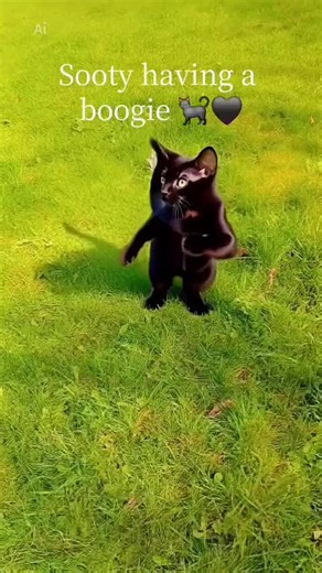 #CapCut #cats #fyp #pet #pets