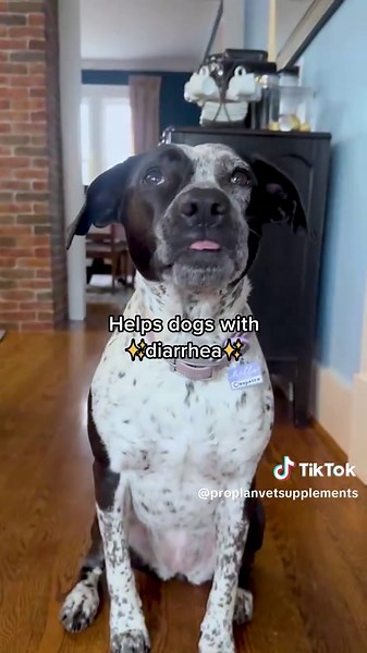 Yes, FortiFlora is clinically proven to help dogs with diarrhea! Try it today. Free shipping.