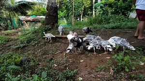 47K views · 3.3K reactions | Paano Mag Alaga ng Pabo Paano Magsimula Mag Alaga ng Pabo Paano Makahanap ng Pabo Based sa Experience Namin sa Turkey Farming | Farming Business Atbp | Facebook