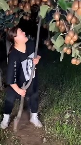 491K views · 4.2K reactions | How is Kiwi Fruit Cultivated ? #farming #shorts #China #plants #agriculture | The Facts Hub | Facebook