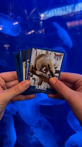 6.2K views · 48 reactions | Our All-Stars are ready to play ball! ⚾️Beginning tomorrow ➡️ SPRING TRAINING! Swim into the Aquarium for some baseball themed fun, free giveaways and all of the animals you’ve come to know and love!Collect all 12 of our special edition baseball cards! | St. Louis Aquarium at Union Station | Facebook