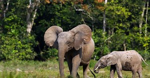 Ces animaux qui aident à lutter contre la pollution