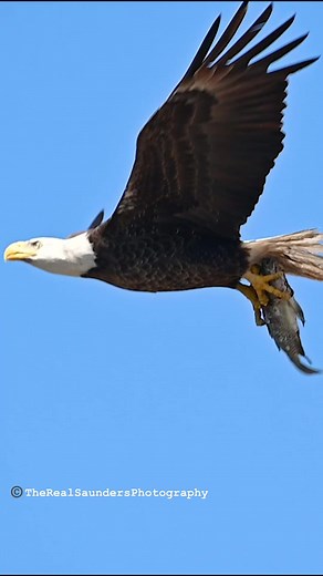 Daddy Dash Stealthily Delivers! Rogue Eagle Intruder Follows Close 😳! #Eagles #baldeagle #M15 | SAUNDERS PHOTOGRAPHY
