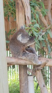 File:Koala Feeding.webm - Wikimedia Commons