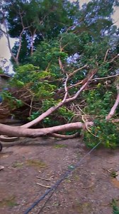 158K views · 967 reactions | ⛔ ALERT: Due to the potential Cyclone ASNA in Arabian sea, wind gusts are now intensifying, reaching up to 60-70 km/hr in some areas. A report indicates a fallen tree in North Nazimabad, Block A, caused by these strong wind gusts. That's why we are advising everyone to stay clear of signboards and trees for safety. | Karachi Weather Updates شہر قائد کا موسم | Facebook