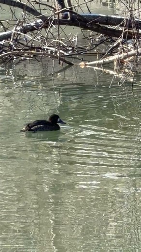 Lesser scaup couple in Syracuse Inner Harbor #duck #ducks #ducksswimming #birds #wildlife #nature