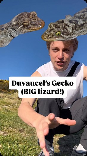 Andy Johnston on Instagram: "Say ‘largest longest living lizard species’ 10 times fast 🏃‍♂️💨 The 2 species of duvaucel’s gecko in Aotearoa New Zealand! 🦎🦎 Learning there was two species was new to me! Do you have a favourite native lizard? Hoping to make some videos on them all! #newzealand #aotearoa #nz #wildlife #nature #wildlifefacts #duvaucelsgecko #lizard #gecko"