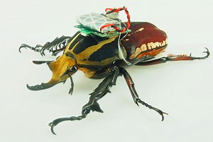 Cyborg beetle research allows free-flight study of insects - Berkeley News