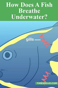 How does a fish breathe underwater? - TimesMojo