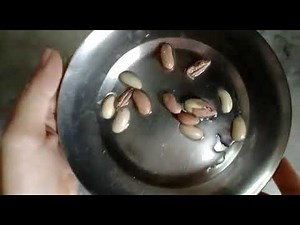 Observing Seed Coat, Cotyledon And Embryo In A Seed.