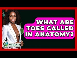 What Are Toes Called In Anatomy? - Biology For Everyone