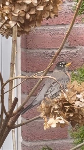 #birds#backyardbirds#backyardbirdwatching#birdwatching#youtubeshorts#americanrobin#robin#nature#fypp