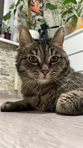 Video's van kuzya__official (@kuzya__official) met оригинальный звук - Andrey Iva ⭐️