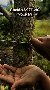 14M views · 145K reactions | Para sa pananakit ng ngipin #herbalmedicine #toothache #alternativemedicine #followersreels | Impormasyong Herbal | Facebook