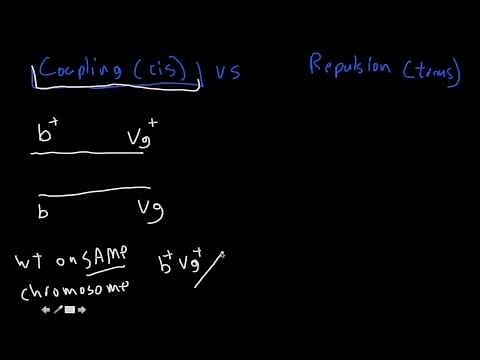 Genetics! coupling (cis) vs Repulsion (trans)