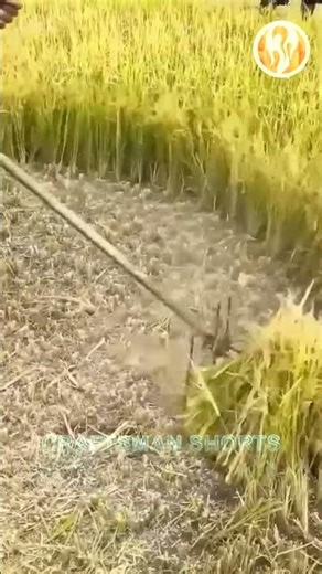 Harvester | A machine that quickly harvests wheat