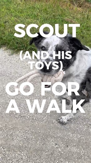 3K views · 51 reactions | Our best pal Scout loves to take his toys...