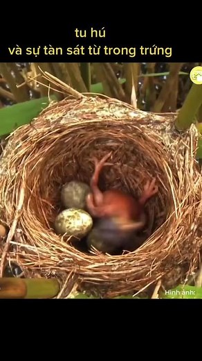 Tu hú và gien di chuyển từ dòng họ