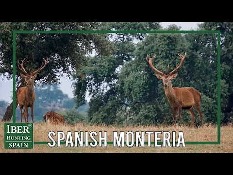 Driven hunt Monteria - Traditional Spanish hunt