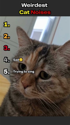 Weirdest CAT NOISES