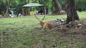 Antilope cervicapra, also known as Indian antelope from Solo Safari Zoo park, Surakarta Indonesia