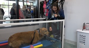 Bend veterinary emergency and specialty hospital celebrates grand opening with the community