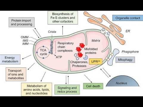 Cellular Metabolism and Mitochondrial function; processes that keep your cells energized, balanced