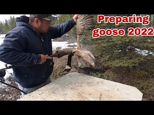How to clean a goose 2022