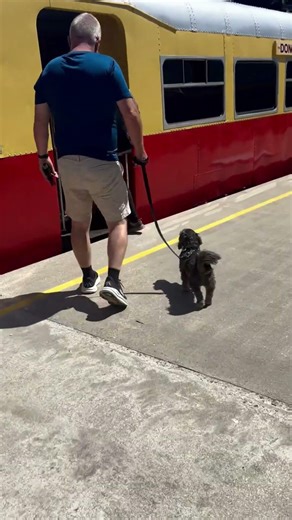 Dog On Train🚂Pluto's First Train Ride! 🚂🐾Watch to see his verdict. Don River Railway Devonport TAS