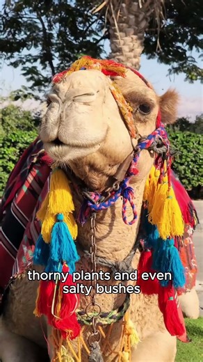 Amazing Camel Facts You Never Knew! 🐫🔥#Camel #wildlife #DesertAnimals #facts #shorts#amazinganimals