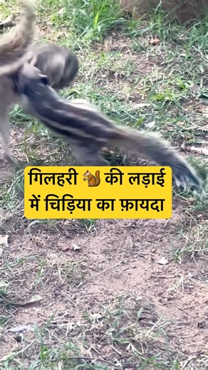 Two Squirrels Fighting… And the Bird Steals the Snack! 😂 #comedywildlifephoto #blindsquirrel