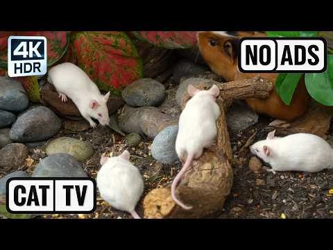 [NO ADS, NO AI] CAT TV 😺 Hidden Forest Playground: Leaping Sugar Gliders & Rodent Scavengers 4K HDR