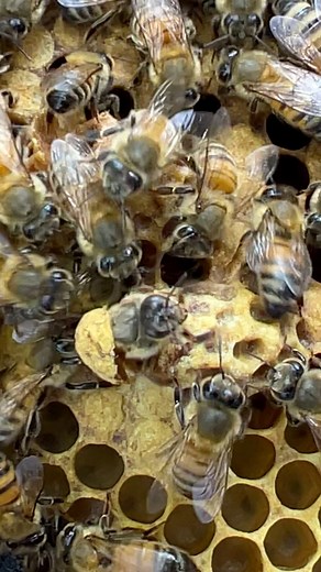 1M views · 15K reactions | Ooh!! Wow amazing time new queen bee newborn of queen cell #newborn #babyanimals #beekeeping #bee | ទឹកឃ្មុំកសិករ ខេត្តកំពង់ចាម | Facebook