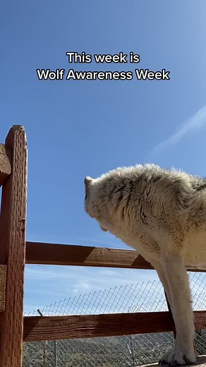 Don’t let them silence the howl. #relistwolves #wolfawarenessweek #wolf #wolves #wolvesoftiktok #wolfsanctuary #endangeredspecies #wildlife #animals #animalsoftiktok