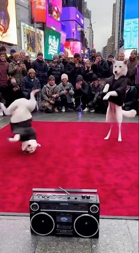 Street Dancing Dog Shocks the Crowd with Epic Moves!