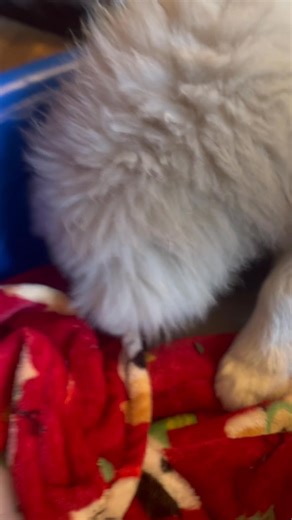 36 reactions · 6 comments | Our little 5 month old Eskie pup Cuddles is just one of the many here at the ranch that has taken on “foster mommy” duties to our two new little orphans… | Greendog Foundation | Facebook