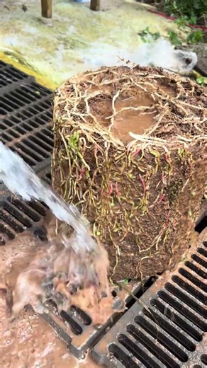 Washing the Fresh Root Ball of a Plant