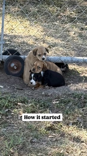Tessa, Riley, and Bronson would love to find their forever homes this weekend! Stop by Saturday from 10a to 1p or email us at BAHShelter@yahoo.com | Bulverde Area Humane Society