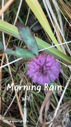 Exploring the Aleutian Islands: Rainy Day Adventures