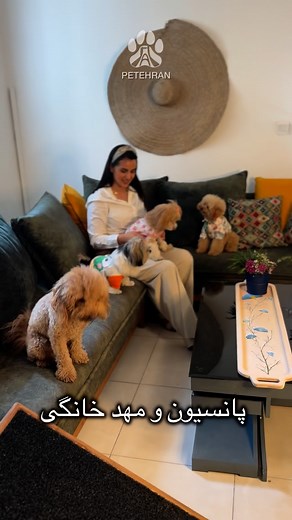 PeTehran on Instagram‎: "Petehran VIP Pet Club مجموعه پتهران فقط مخصوص سگ های کوچیکه ⚜️برای اولین بار در ایران ⚜️ ✨ خدمات ما برای پت‌های دوست‌داشتنی شما ✨ 🐾پانسیون و مهد خانگی ۲۴ ساعته با غذای گرم 🐾 آرایشگاه پت 🐾 پت‌شاپ 🐾 آموزش حضوری، آنلاین و در محل شما 🐾 دامپزشکی 🐾 پارک بازی و تخلیه انرژی با مربی 🐾 برگزاری جشن‌ها و رویدادهای ویژه ☕️کافه 📌محدوده اوین درکه ⏰از ۱۰ صبح تا ۸ شب #سگ #مجموعه #دامپزشکی #پتشاپ #حیوانات #گربه"‎