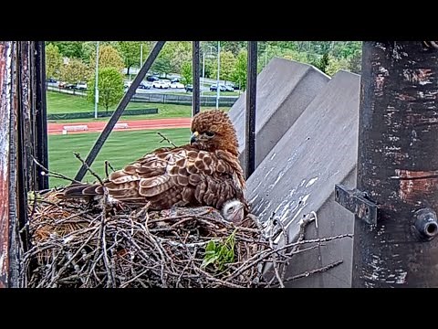 Red-tailed Hawk Chick Pops Head Out From Under Big Red At Cornell Hawks Nest – May 14, 2025