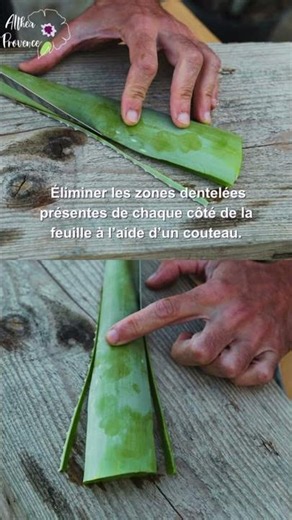 🌱 Comment extraire le gel d’aloé vera ?